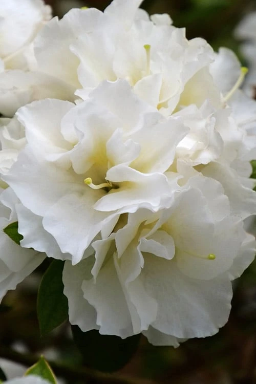 Perfecto Mundo Double White Reblooming Azalea - 3 Gallon Pot Perfecto Mundo Double White Reblooming Azalea - 3 Gallon Pot -Garden Plants shop azalea perfecto mundo double white 8