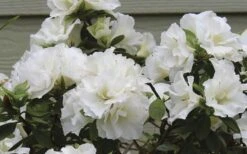 Perfecto Mundo Double White Reblooming Azalea - 2 Gallon Pot -Garden Plants shop azalea perfecto mundo double white 9 1