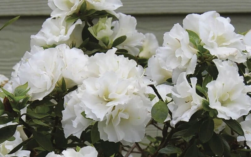 Perfecto Mundo Double White Reblooming Azalea - 3 Gallon Pot Perfecto Mundo Double White Reblooming Azalea - 3 Gallon Pot -Garden Plants shop azalea perfecto mundo double white 9
