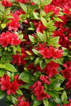 Perfecto Mundo Red Reblooming Azalea - 2 Gallon Pot -Garden Plants shop azalea perfecto mundo red 2