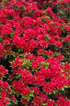 Perfecto Mundo Red Reblooming Azalea - 2 Gallon Pot -Garden Plants shop azalea perfecto mundo red 5