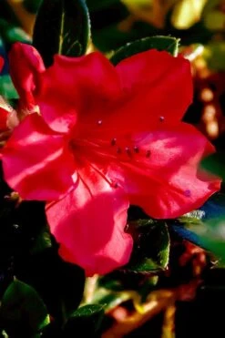 Perfecto Mundo Red Reblooming Azalea - 2 Gallon Pot -Garden Plants shop azalea perfecto mundo red 6