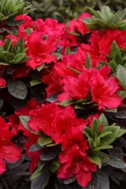 Perfecto Mundo Red Reblooming Azalea - 2 Gallon Pot -Garden Plants shop azalea perfecto mundo red 8