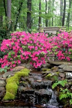 Pink Formosa Azalea - 1 Gallon Pot -Garden Plants shop azalea pink formosa 2