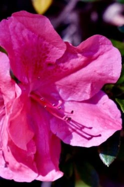 Pink Formosa Azalea - 1 Gallon Pot