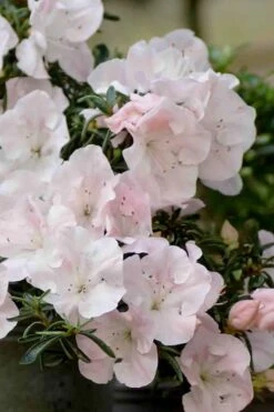 Tsuki No Shimo Satsuki Azalea - 3 Gallon Pot -Garden Plants shop azalea satsuki tsuki no shimo 100