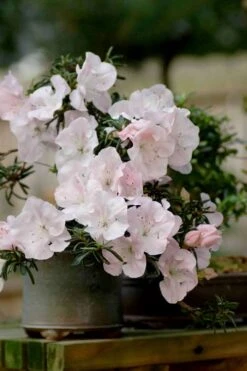 Tsuki No Shimo Satsuki Azalea - 3 Gallon Pot -Garden Plants shop azalea satsuki tsuki no shimo 101