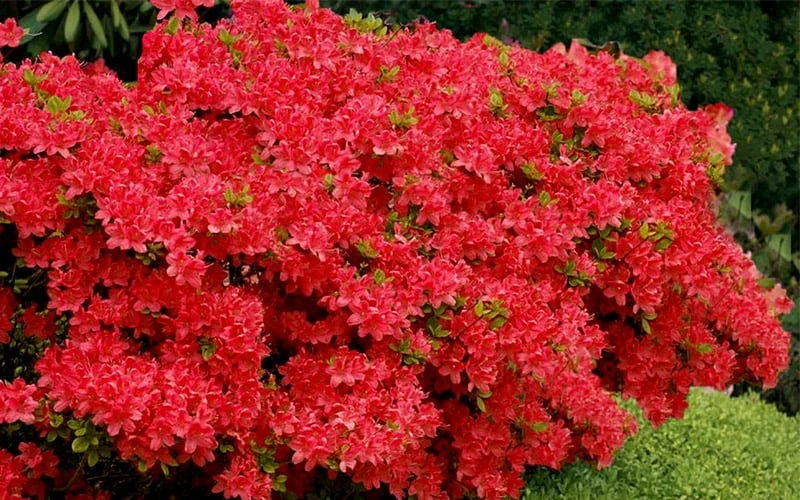 Stewartstonian Azalea - 1 Gallon Pot Stewartstonian Azalea - 1 Gallon Pot -Garden Plants shop azalea stewartstonian 3 1