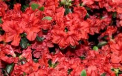 Stewartstonian Azalea - 1 Gallon Pot 8 Stewartstonian Azalea - 1 Gallon Pot -Garden Plants shop azalea stewartstonian 4 1