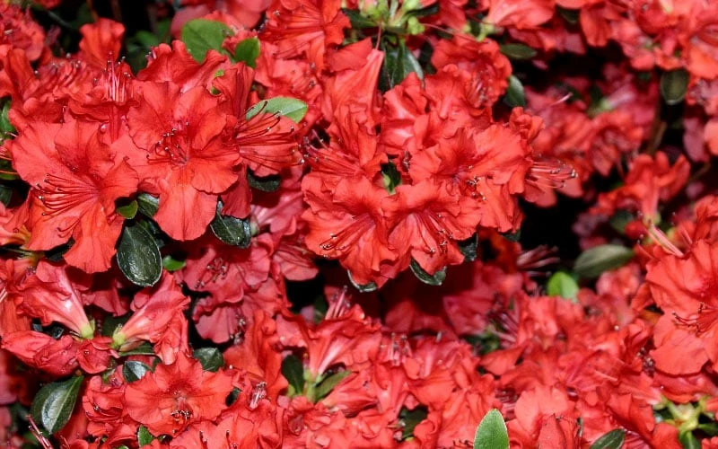 Stewartstonian Azalea - 3 Gallon Pot Stewartstonian Azalea - 3 Gallon Pot -Garden Plants shop azalea stewartstonian 4