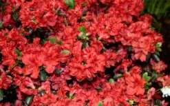 Stewartstonian Azalea - 1 Gallon Pot 7 Stewartstonian Azalea - 1 Gallon Pot -Garden Plants shop azalea stewartstonian 6 1