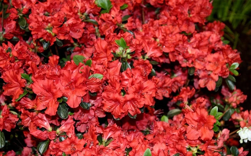 Stewartstonian Azalea - 1 Gallon Pot Stewartstonian Azalea - 1 Gallon Pot -Garden Plants shop azalea stewartstonian 6 1
