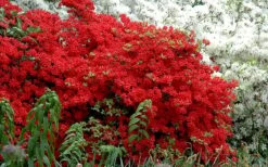 Stewartstonian Azalea - 1 Gallon Pot 4 Stewartstonian Azalea - 1 Gallon Pot -Garden Plants shop azalea stewartstonian 7 1