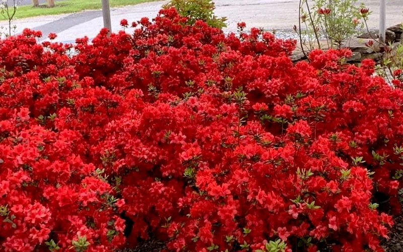 Stewartstonian Azalea - 1 Gallon Pot Stewartstonian Azalea - 1 Gallon Pot -Garden Plants shop azalea stewartstonian 8 1