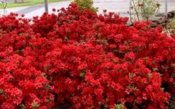 Stewartstonian Azalea - 3 Gallon Pot 5 Stewartstonian Azalea - 3 Gallon Pot -Garden Plants shop azalea stewartstonian 8
