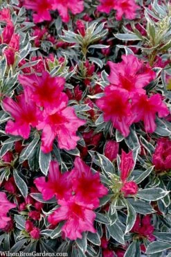 The Robe Azalea - 2 Gallon Pot -Garden Plants shop azalea the robe 3 1