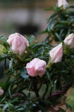 Tsuki No Shimo Satsuki Azalea - 3 Gallon Pot -Garden Plants shop azalea tsuki no shimo 2