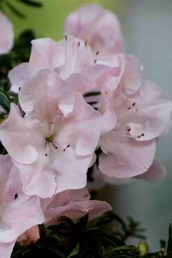 Tsuki No Shimo Satsuki Azalea - 3 Gallon Pot -Garden Plants shop azalea tsuki no shimo 3