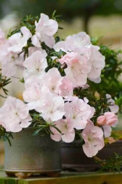 Tsuki No Shimo Satsuki Azalea - 3 Gallon Pot -Garden Plants shop azalea tsuki no shimo 6