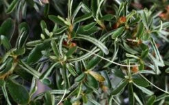 Tsuki No Shimo Satsuki Azalea - 3 Gallon Pot -Garden Plants shop azalea tsuki no shimo 7