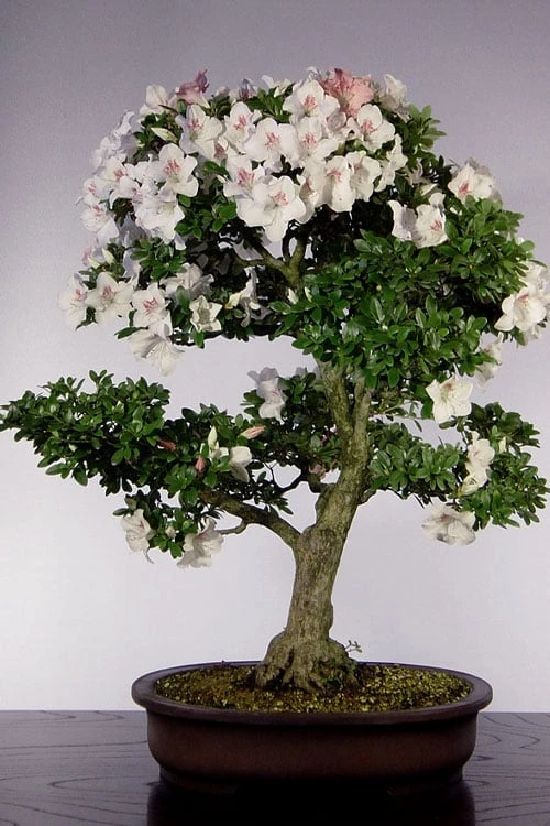 Joga Satsuki Azalea - 1 Gallon Pot Joga Satsuki Azalea - 1 Gallon Pot -Garden Plants shop azalea