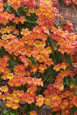 Tangerine Beauty Crossvine Bignonia - 6 Pack Of 1 Gallon Pots -Garden Plants shop bignonia capreolata tangerine beauty crossvine 100