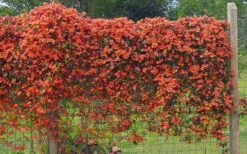 Tangerine Beauty Crossvine Bignonia - 6 Pack Of 1 Gallon Pots -Garden Plants shop bignonia capreolata tangerine beauty crossvine 101