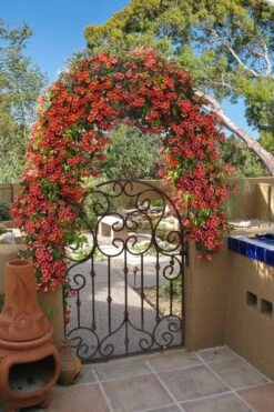 Tangerine Beauty Crossvine Bignonia - 6 Pack Of 1 Gallon Pots -Garden Plants shop bignonia capreolata tangerine beauty crossvine 110