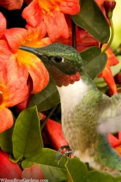 Tangerine Beauty Crossvine Bignonia - 6 Pack Of 1 Gallon Pots -Garden Plants shop bignonia capreolata tangerine beauty crossvine 111