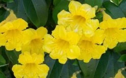 Yellow Crossvine (Bignonia) - 1 Gallon Pot 3 Yellow Crossvine (Bignonia) - 1 Gallon Pot -Garden Plants shop bignonia capreolata yellow crossvine 1