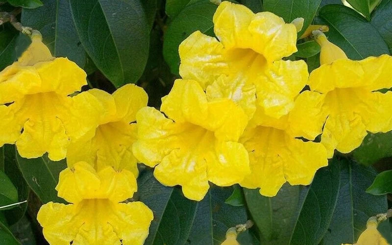 Yellow Crossvine (Bignonia) - 1 Gallon Pot Yellow Crossvine (Bignonia) - 1 Gallon Pot -Garden Plants shop bignonia capreolata yellow crossvine 1