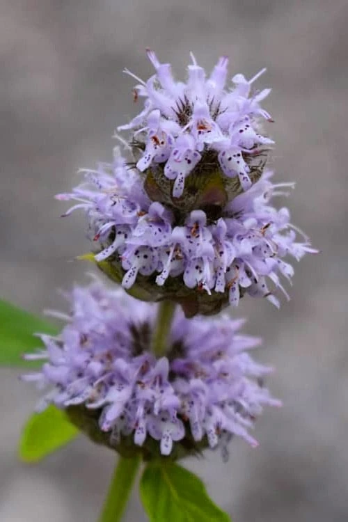 Downy Pagoda Plant (Blephilia ciliata) - 1 Gallon Pot Downy Pagoda Plant (Blephilia Ciliata) - 1 Gallon Pot -Garden Plants shop blephilia ciliata downy pagoda wood mint 3