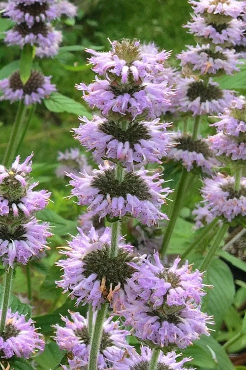 Downy Pagoda Plant (Blephilia ciliata) - 1 Gallon Pot Downy Pagoda Plant (Blephilia Ciliata) - 1 Gallon Pot -Garden Plants shop blephilia ciliata downy pagoda wood mint 4