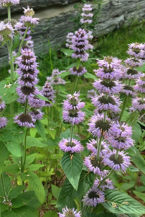 Downy Pagoda Plant (Blephilia ciliata) - 1 Gallon Pot Downy Pagoda Plant (Blephilia Ciliata) - 1 Gallon Pot -Garden Plants shop blephilia ciliata downy pagoda wood mint 5