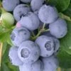Northern Highbush Blueberry (Vaccinum Corymbosum) - 6 Pack Of 1 Gallon Pots