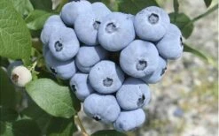 Northern Highbush Blueberry (Vaccinum Corymbosum) - 6 Pack Of 1 Gallon Pots 4 Northern Highbush Blueberry (Vaccinum Corymbosum) - 6 Pack Of 1 Gallon Pots -Garden Plants shop blueberry northern20highbush 3 800x500 1