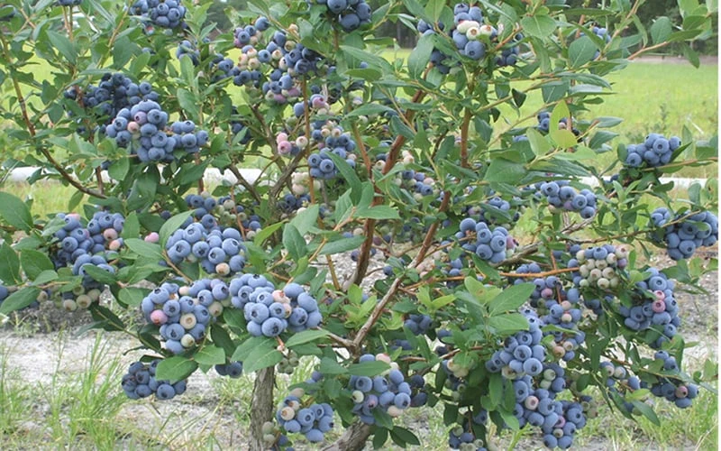 Northern Highbush Blueberry (Vaccinum corymbosum) - 6 Pack of 1 Gallon Pots Northern Highbush Blueberry (Vaccinum Corymbosum) - 6 Pack Of 1 Gallon Pots -Garden Plants shop blueberry northern20highbush 800x500 1