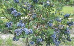 Northern Highbush Blueberry (Vaccinum Corymbosum) - 1 Gallon Pot -Garden Plants shop blueberry northern20highbush 800x500 2