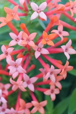 Estrellita Little Star Firecracker Bush (Bouvardia) - 3 Pack Of Quart Pots -Garden Plants shop bouvardia estrellita little star firecracker bush 1