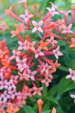 Estrellita Little Star Firecracker Bush (Bouvardia) - 3 Pack Of Quart Pots -Garden Plants shop bouvardia estrellita little star firecracker bush 2