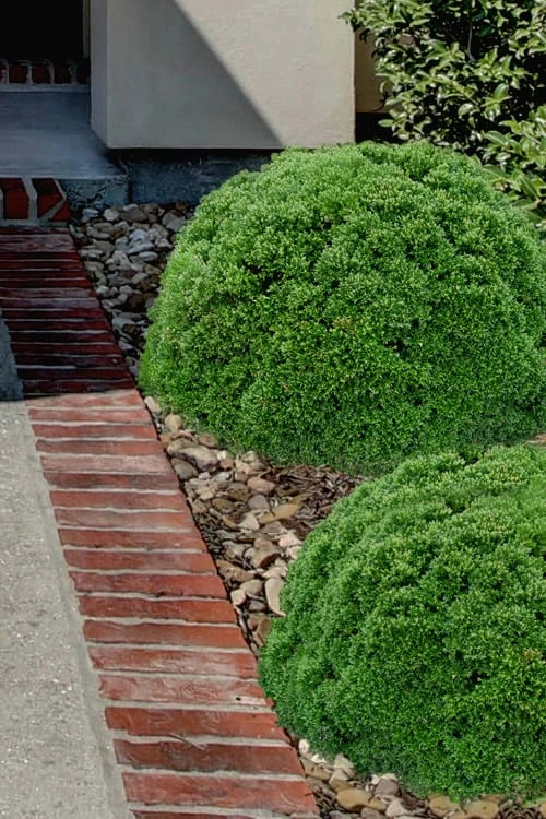 Justin Brouwers Dwarf Boxwood - 1 Gallon Pot Justin Brouwers Dwarf Boxwood - 1 Gallon Pot -Garden Plants shop boxwood justin brouwer 21