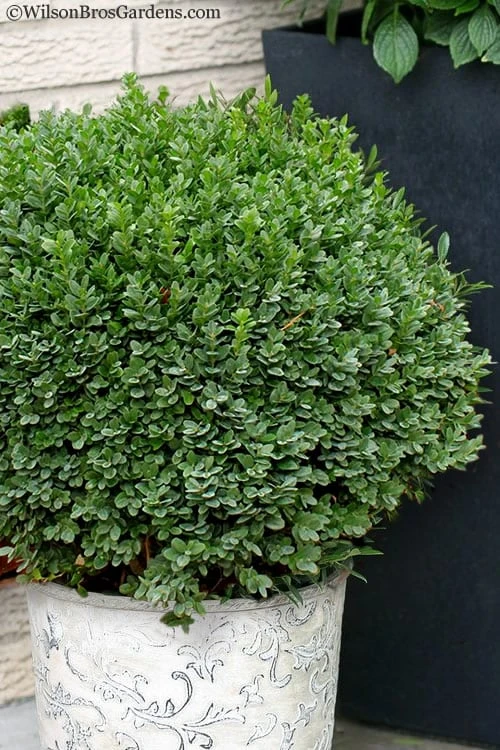 Korean Dwarf Boxwood - Buxus sinica var. insularis 'Nana' - 1 Gallon Pot Korean Dwarf Boxwood - Buxus Sinica Var. Insularis 'Nana' - 1 Gallon Pot -Garden Plants shop boxwood korean dwarf insularis nana 5 1