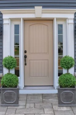 Common Boxwood 2-Ball Poodle Tier Topiary (Buxus Sempervirens) - 3 Gallon Pot (Short) -Garden Plants shop boxwood two ball poodle tier 2