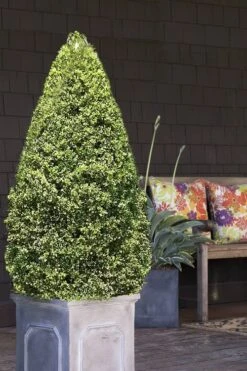 Variegated Boxwood (Buxus Sempervirens 'Aureovariegata') - 2 Gallon Pot - SALE 3 Variegated Boxwood (Buxus Sempervirens 'Aureovariegata') - 2 Gallon Pot - SALE -Garden Plants shop boxwood variegated cone 2 2
