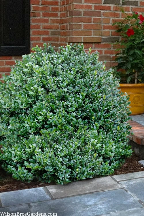 Gordo Boxwood - 1 Gallon Pot Gordo Boxwood - 1 Gallon Pot -Garden Plants shop buxus gordo boxwood 1