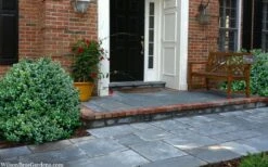 Gordo Boxwood - 5 Pack Of Quart Pots 5 Gordo Boxwood - 5 Pack Of Quart Pots -Garden Plants shop buxus gordo boxwood 2 1