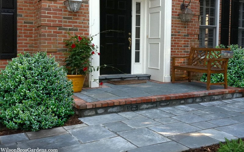 Gordo Boxwood - 5 Pack of Quart Pots Gordo Boxwood - 5 Pack Of Quart Pots -Garden Plants shop buxus gordo boxwood 2 1