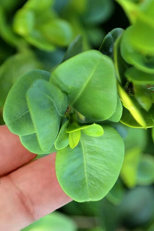 Gordo Boxwood - 5 Pack of Quart Pots Gordo Boxwood - 5 Pack Of Quart Pots -Garden Plants shop buxus gordo boxwood 3 1