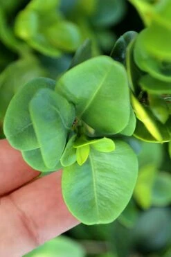 Gordo Boxwood - 6 Pack Of 1 Gallon Pots -Garden Plants shop buxus gordo boxwood 3 2