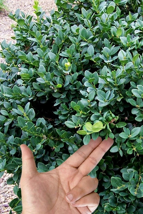 Gordo Boxwood - 5 Pack of Quart Pots Gordo Boxwood - 5 Pack Of Quart Pots -Garden Plants shop buxus gordo boxwood 4 1